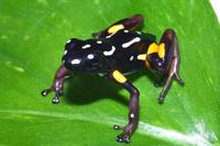 Brazil Nut Poison Frog Dendrobates castaneoticus