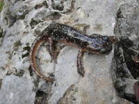 : Lyciasalamandra luschani finikensis; Lycian Salamander