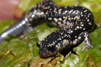 : Plethodon mississippi; Mississippi Slimy Salamander