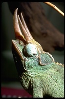 : Chamaeleo jacksonii; Jackson's Chameleon