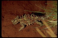 : Moloch horridus; Thorny Devil Lizard