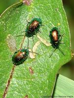 Gastrophysa viridula - Green Dock Beetle