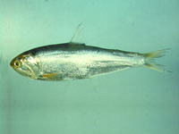 Thryssa dussumieri, Dussumier's thryssa: fisheries