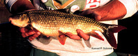Moxostoma macrolepidotum, Shorthead redhorse: gamefish