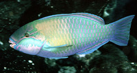 Chlorurus troschelii, Troschel's parrotfish: