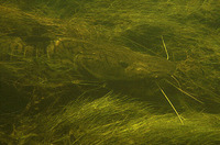 Pseudoplatystoma fasciatum, Barred sorubim: fisheries, gamefish, aquarium