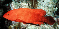Cephalopholis urodeta, Darkfin hind: fisheries, aquarium