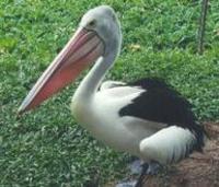 Image of: Pelecanus conspicillatus (Australian pelican)