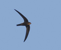 Pacific (Fork-tailed) Swift (Apus pacificus) photo