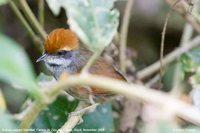 Rufous-capped Spinetail - Synallaxis ruficapilla