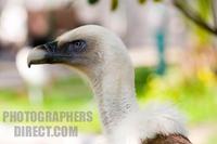 A photo of the head of a griffon vulture stock photo