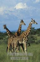 ...Rothschilds giraffes ( Giraffa camelopardus rothschildi ) , Murchison Falls National Park , Ugan