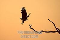 african fish eagle taking off at dawn stock photo