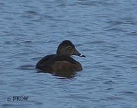 Ring-necked Duck at Venus Pool 5th April 2005 - Photo Paul King