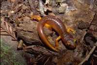 : Ensatina eschscholtzii xanthoptica; Yellow-eyed Salamander