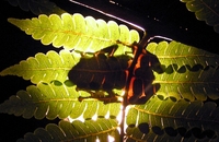 : Platymantis vitiensis; Fiji Tree Frog