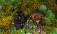 : Pristimantis nervicus