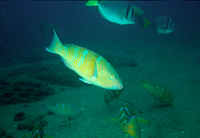 : Scarus rubroviolaceus; Bicolor Parrotfish