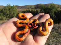: Diadophis punctatus modestus; San Bernardino Ringneck Snake