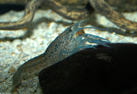 : Cambarus bartonii bartonii; Appalachian Brook Crayfish