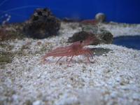 Lysmata wurdemanni - Peppermint Shrimp