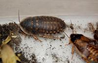 Blaptica dubia - Guyana Orange Spotted Roach