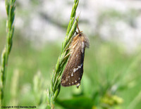 Korscheltellus lupulina - Common Swift