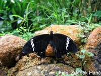 Papilio nephelus sunatus - Black and White Helen