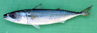 Scomber australasicus, Blue mackerel: fisheries, gamefish, bait