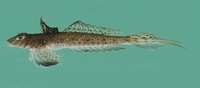 Callionymus filamentosus, Blotchfin dragonet:
