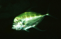 Carangoides armatus, Longfin trevally: fisheries, gamefish