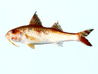 Upeneus japonicus, Bensasi goatfish: fisheries