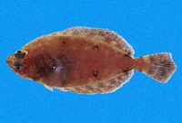 Hippoglossina bollmani, Spotted flounder: fisheries