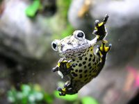 Marbled tree frog (Hyla marmorata)