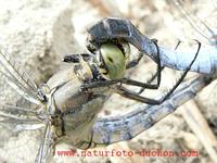 Orthetrum cancellatum - Black-tailed Skimmer