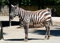 Equus quagga borensis - Selous' zebra