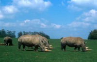 Ceratotherium simum - White Rhinoceros