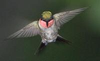 Image of: Archilochus colubris (ruby-throated hummingbird)