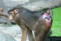 Macaca nemestrina - Pigtail Macaque