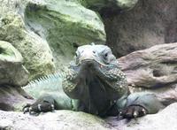 Image of: Cyclura lewisi (Grand Cayman rock iguana)