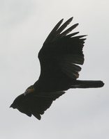 Greater Yellow-headed Vulture - Cathartes melambrotus