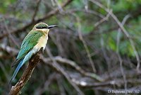Blue-tailed Bee-eater - Merops philippinus
