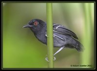 Black-tailed Antbird - Myrmoborus melanurus