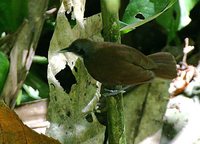Bicolored Antbird - Gymnopithys leucaspis