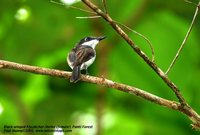 Black-winged Flycatcher-shrike - Hemipus hirundinaceus