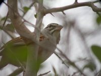 Cinnamon-tailed Sparrow - Aimophila sumichrasti