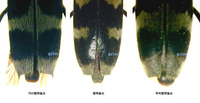 가시범하늘소 - Chlorophorus japonicus