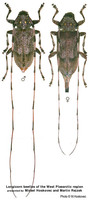 솔곤봉수염하늘소 - Acanthocinus aedilis