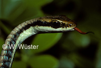 : Dendrelaphis pictus; Painted Bronzeback