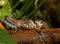 : Romalea guttata; Lubber Grasshopper